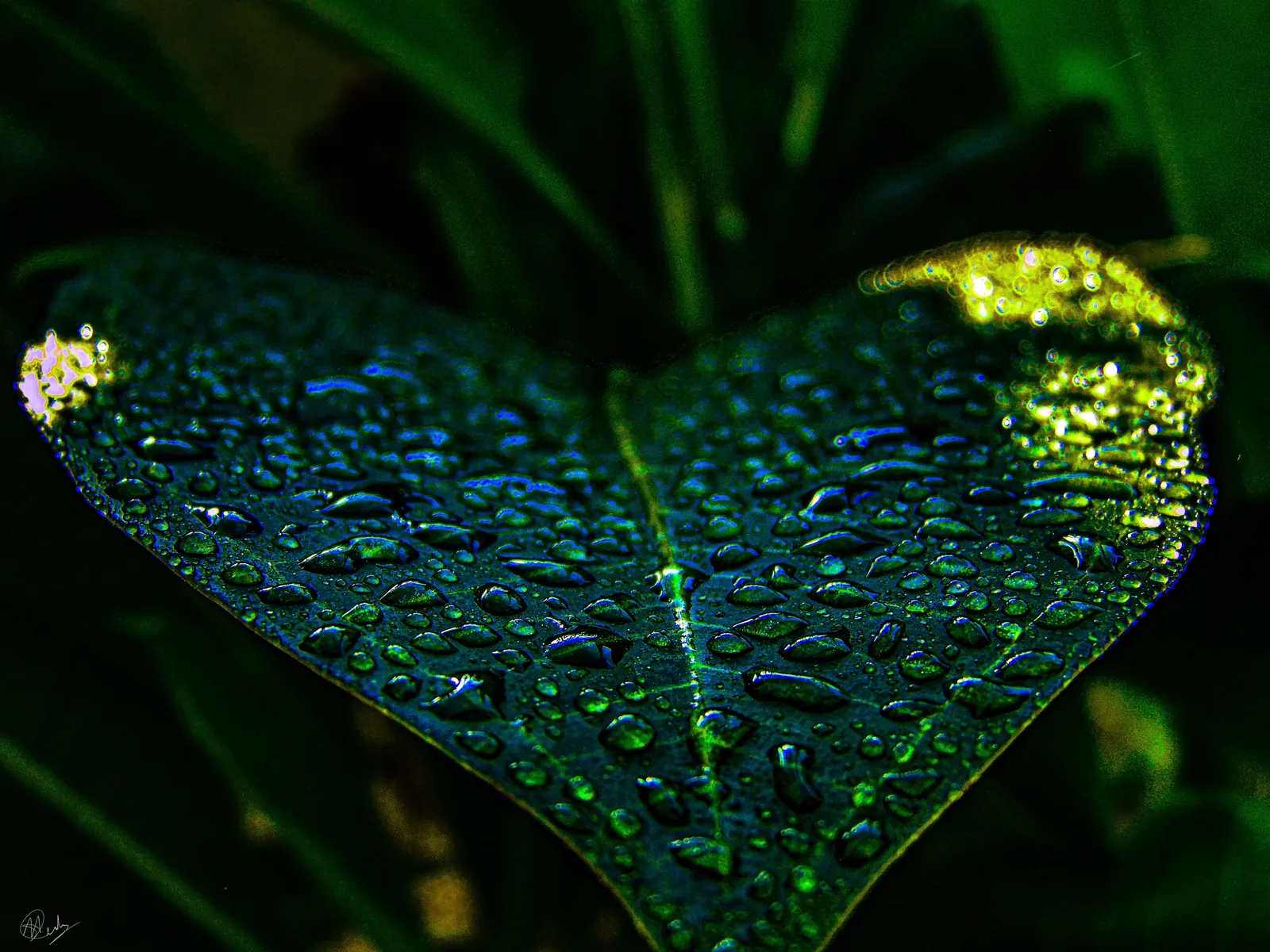 Stillness after rain