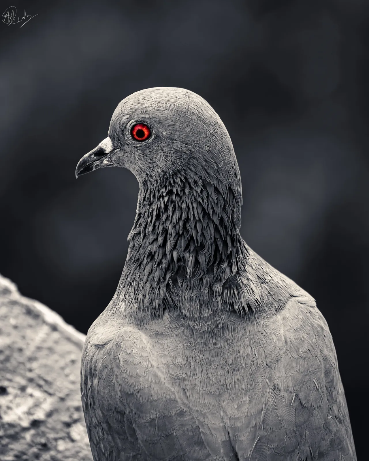 Watcher in Grey